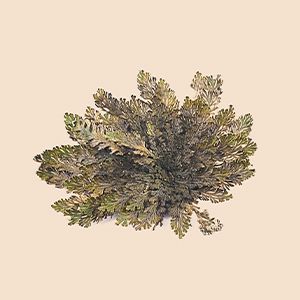 South African Resurrection Plant infusion