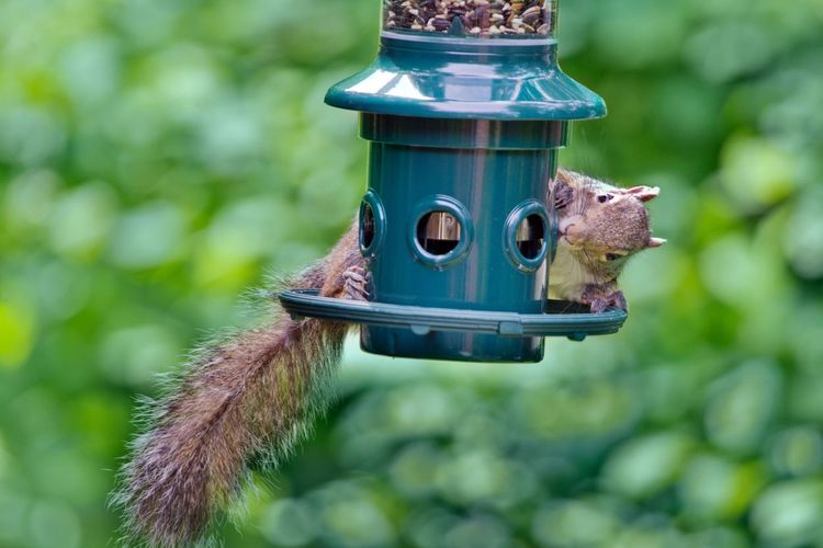 Squirrel Buster Plus Green Tube Bird Feeder At Lowes Com