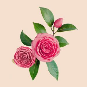 Tsuabki (Camellia) Flower