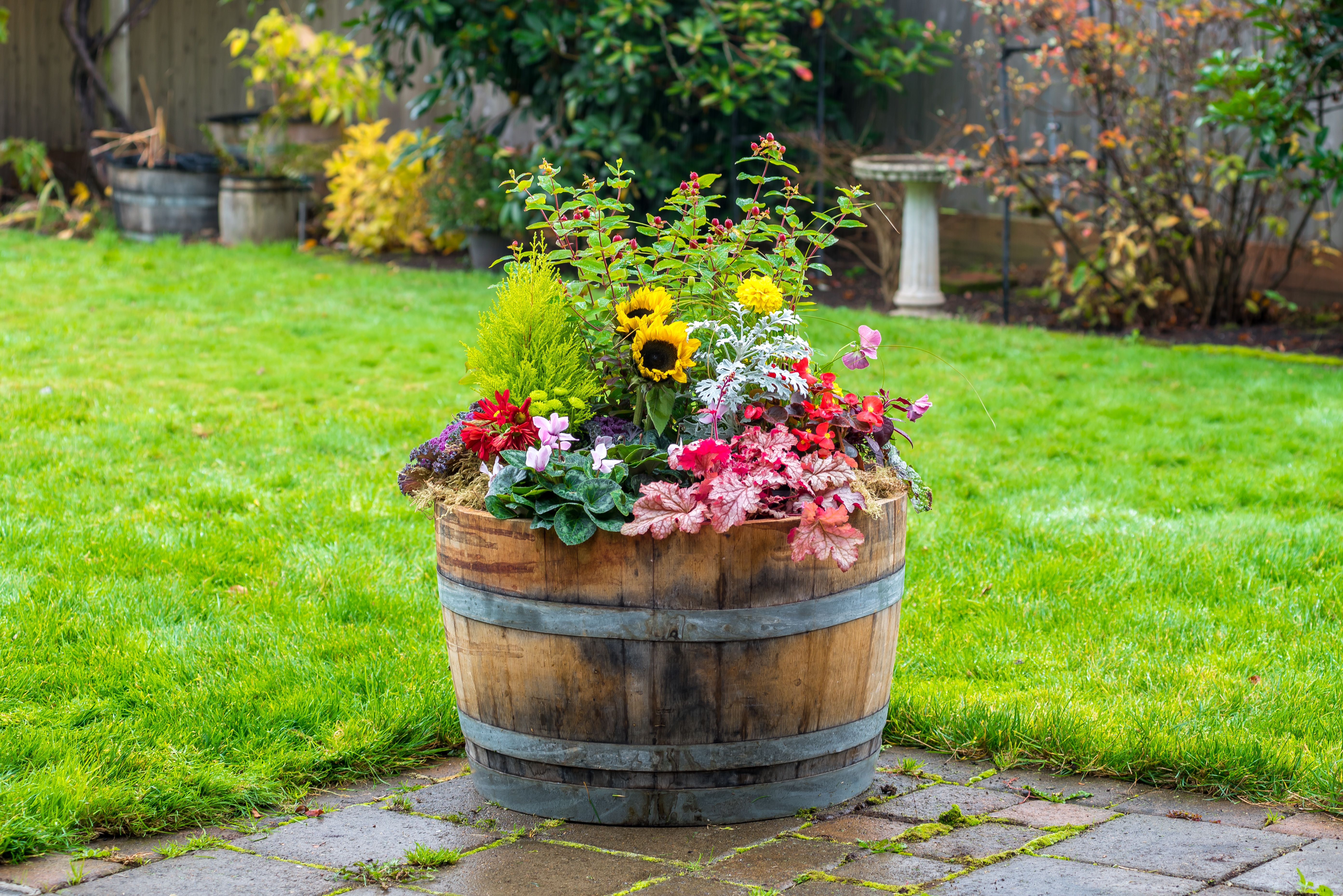 Whiskey Barrel Planter Ideas For Fall Bruin Blog