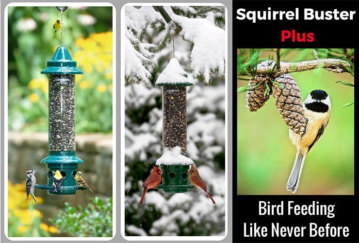 Squirrel Buster Plus Green Tube Bird Feeder At Lowes Com