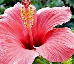 Hibiscus